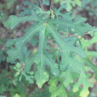 Urena lobata subsp. sinuata (L.) Borss.Waalk.